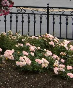 Brighter Blooms Peach Drift® Rose 5 Brighter Blooms Peach Drift® Rose