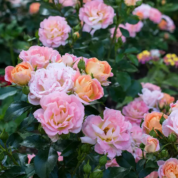 Brighter Blooms Peach Drift® Rose 1 Brighter Blooms Peach Drift® Rose