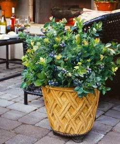 Brighter Blooms Fruit Trees Bushel And Berry® Blueberry Peach Sorbet Plant 11 Brighter Blooms Fruit Trees Bushel And Berry® Blueberry Peach Sorbet Plant