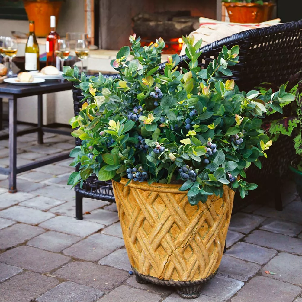 Brighter Blooms Fruit Trees Bushel And Berry® Blueberry Peach Sorbet Plant 6 Brighter Blooms Fruit Trees Bushel And Berry® Blueberry Peach Sorbet Plant