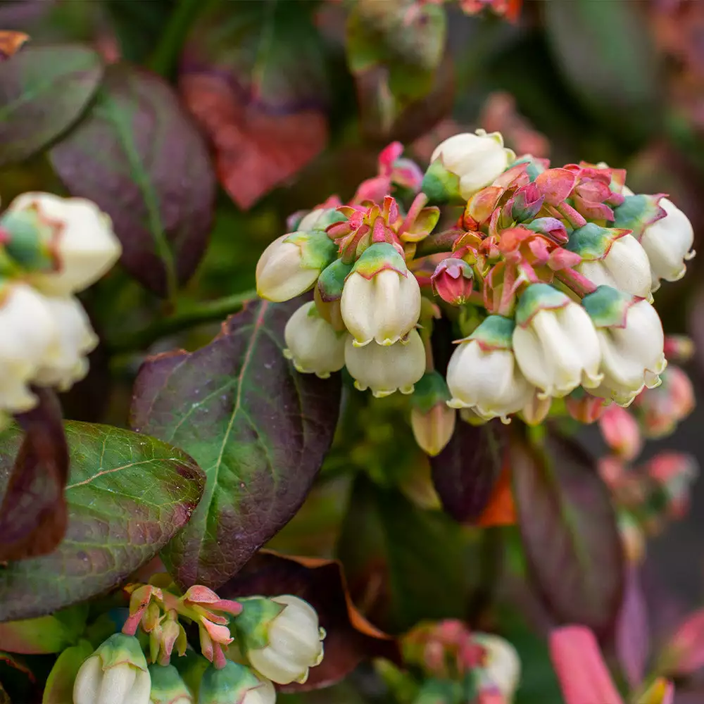 Brighter Blooms Fruit Trees Bushel And Berry® Blueberry Peach Sorbet Plant 4 Brighter Blooms Fruit Trees Bushel And Berry® Blueberry Peach Sorbet Plant
