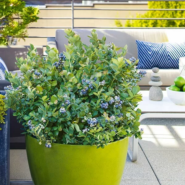 Brighter Blooms Fruit Trees Bushel And Berry® Blueberry Peach Sorbet Plant 1 Brighter Blooms Fruit Trees Bushel And Berry® Blueberry Peach Sorbet Plant