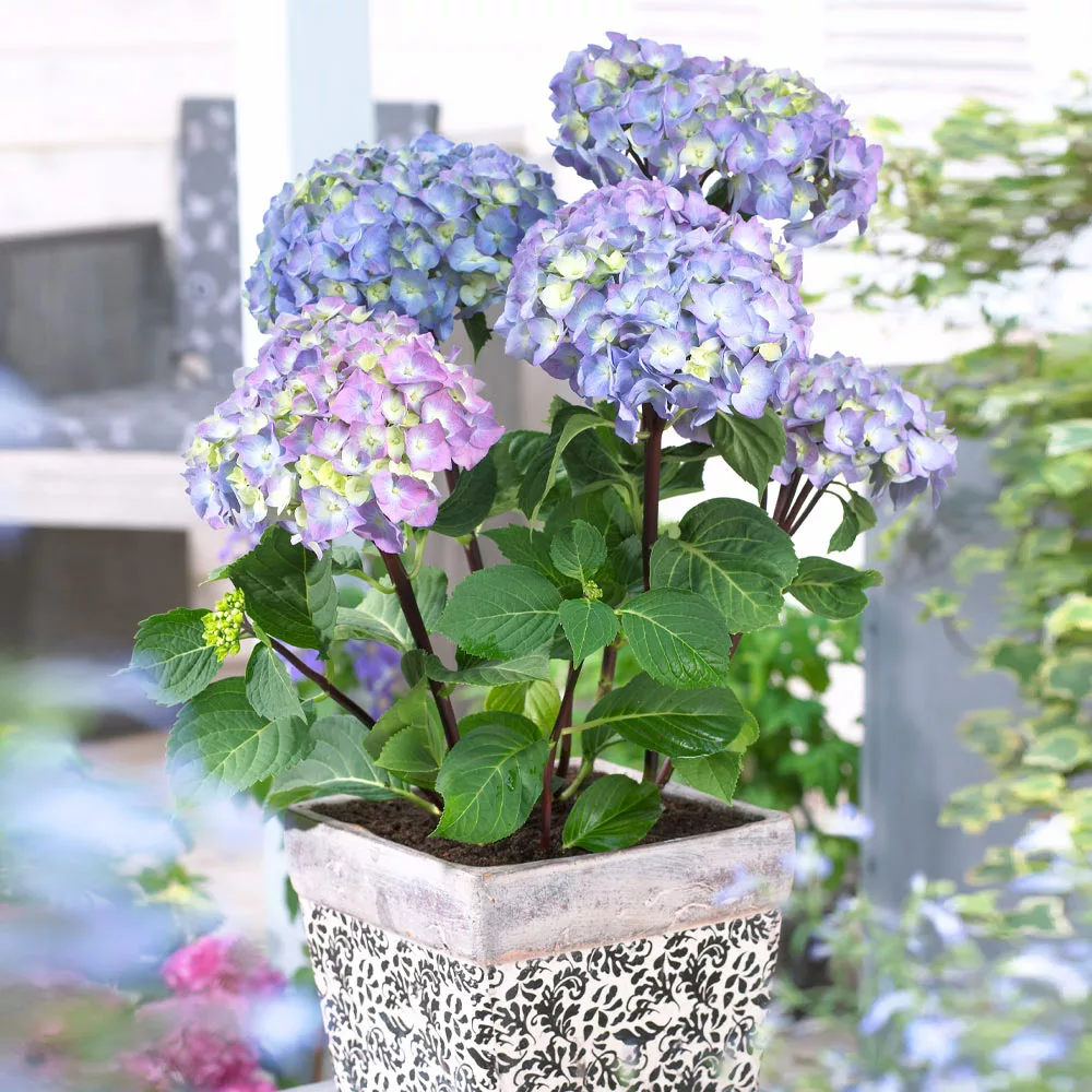 Brighter Blooms Shrubs & Hedges Peacock Hydrangea Shrub 3 Brighter Blooms Shrubs & Hedges Peacock Hydrangea Shrub
