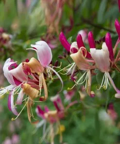 Brighter Blooms Peaches & Cream Honeysuckle Vine