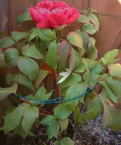 Brighter Blooms Peony Stand 5 Brighter Blooms Peony Stand