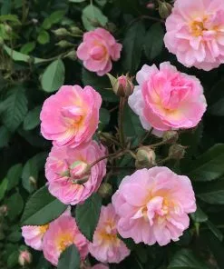Brighter Blooms Perfume Breeze™ Rose Tree Shrubs & Hedges