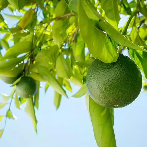 Brighter Blooms Persian 'Bearss' Lime Bush 1 Brighter Blooms Persian 'Bearss' Lime Bush