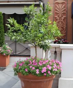 Brighter Blooms Persian 'Bearss' Lime Tree New Trees 9 Brighter Blooms Persian 'Bearss' Lime Tree New Trees