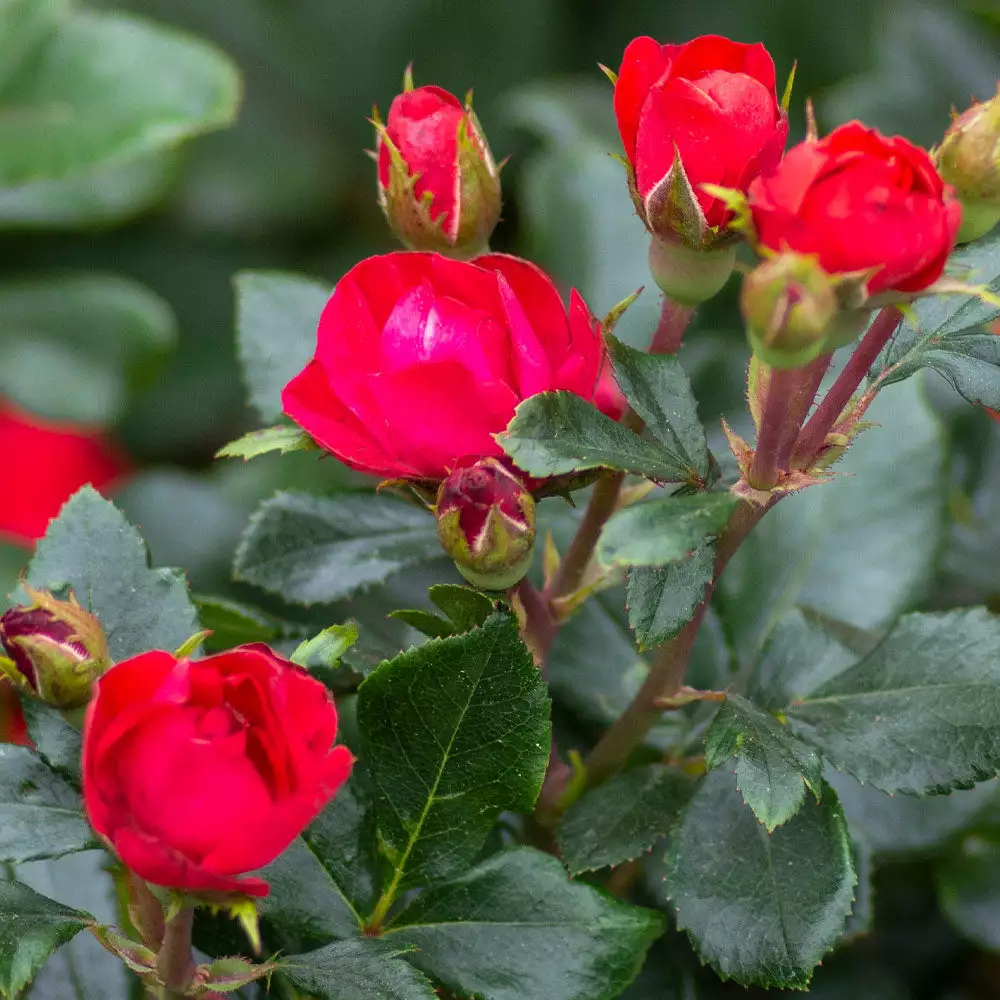 Brighter Blooms Petite Knock Out® Rose Shrub Roses 3 Brighter Blooms Petite Knock Out® Rose Shrub Roses