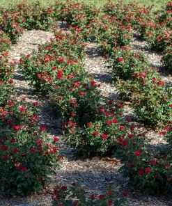 Brighter Blooms Petite Knock Out® Rose Shrub Roses 9 Brighter Blooms Petite Knock Out® Rose Shrub Roses