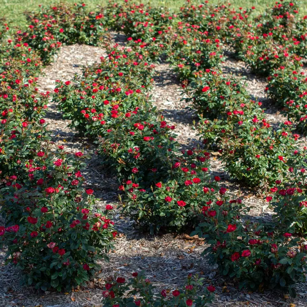 Brighter Blooms Petite Knock Out® Rose Shrub Roses 5 Brighter Blooms Petite Knock Out® Rose Shrub Roses