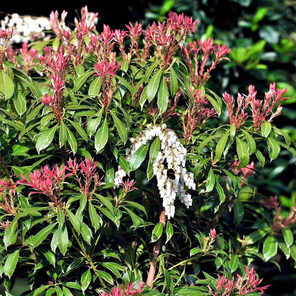 Brighter Blooms Shrubs & Hedges Pieris Mountain Fire Plant 2 Brighter Blooms Shrubs & Hedges Pieris Mountain Fire Plant