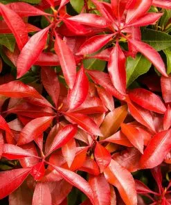 Brighter Blooms Shrubs & Hedges Pieris Mountain Fire Plant 6 Brighter Blooms Shrubs & Hedges Pieris Mountain Fire Plant