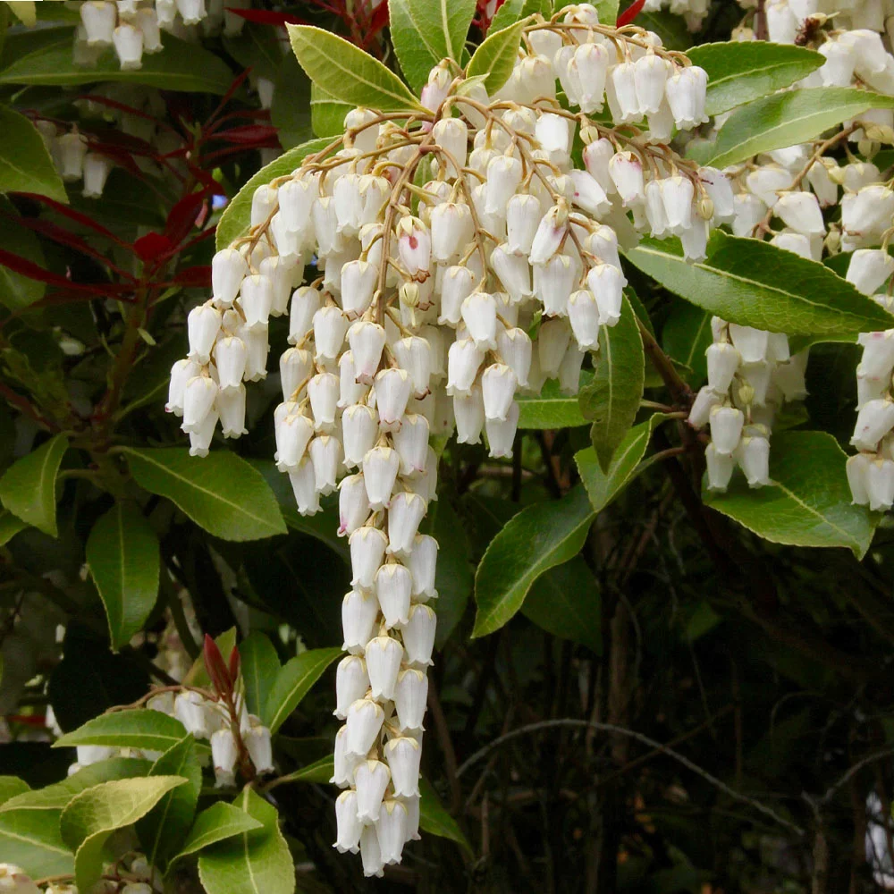 Brighter Blooms Shrubs & Hedges Pieris Mountain Fire Plant 4 Brighter Blooms Shrubs & Hedges Pieris Mountain Fire Plant