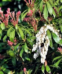 Brighter Blooms Shrubs & Hedges Pieris Mountain Fire Plant