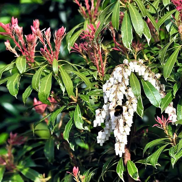 Brighter Blooms Shrubs & Hedges Pieris Mountain Fire Plant 1 Brighter Blooms Shrubs & Hedges Pieris Mountain Fire Plant