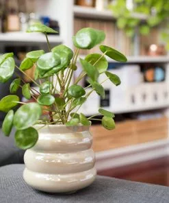 Brighter Blooms Pilea Peperomioides (Pancake Plant) House & Patio