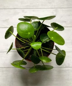 Brighter Blooms Pilea Peperomioides (Pancake Plant) House & Patio