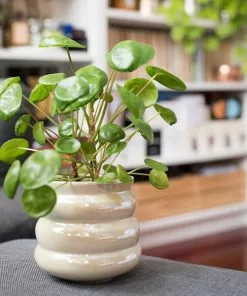 Brighter Blooms Pilea Peperomioides (Pancake Plant) House & Patio