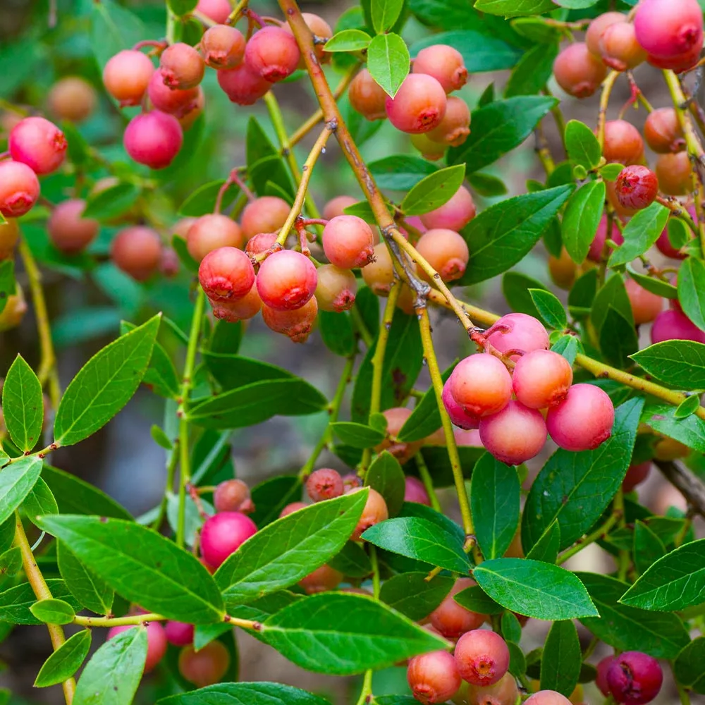 Brighter Blooms Pink Lemonade Blueberry Plant 5 Brighter Blooms Pink Lemonade Blueberry Plant
