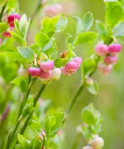 Brighter Blooms Pink Lemonade Blueberry Plant 8 Brighter Blooms Pink Lemonade Blueberry Plant