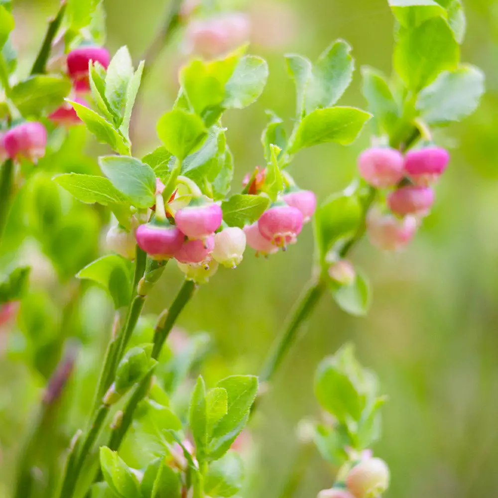 Brighter Blooms Pink Lemonade Blueberry Plant 4 Brighter Blooms Pink Lemonade Blueberry Plant