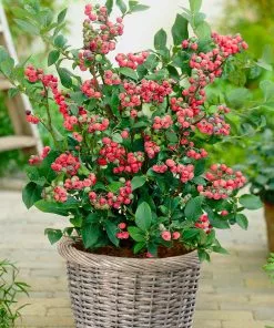 Brighter Blooms Pink Lemonade Blueberry Plant 7 Brighter Blooms Pink Lemonade Blueberry Plant