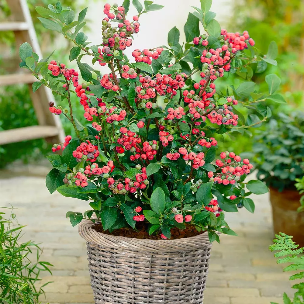 Brighter Blooms Pink Lemonade Blueberry Plant 3 Brighter Blooms Pink Lemonade Blueberry Plant