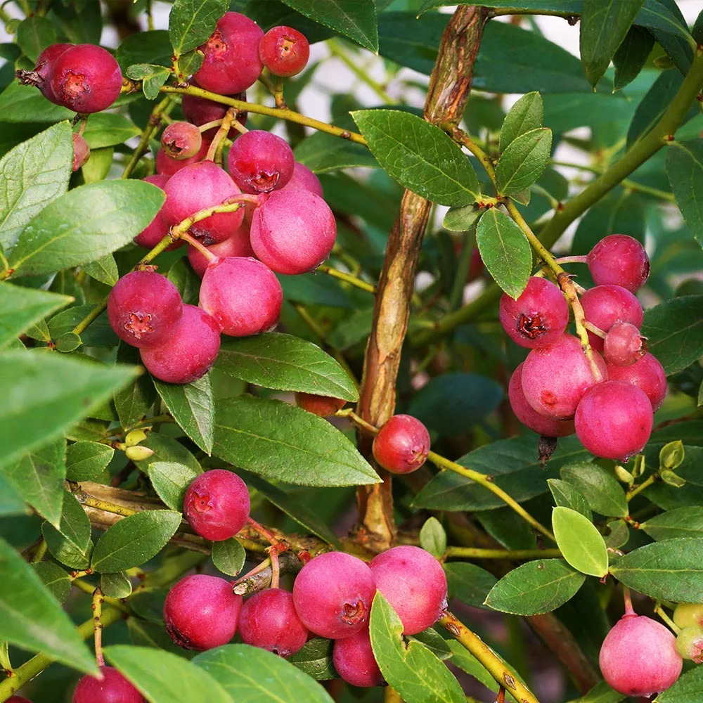 Brighter Blooms Pink Lemonade Blueberry Plant 2 Brighter Blooms Pink Lemonade Blueberry Plant