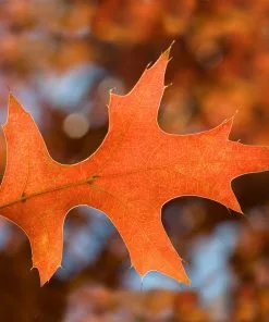 Brighter Blooms Shade Trees Pin Oak Tree