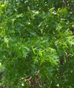 Brighter Blooms Shade Trees Pin Oak Tree