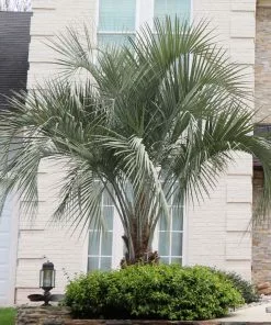 BrighterBlooms.com Pindo Palm Tree