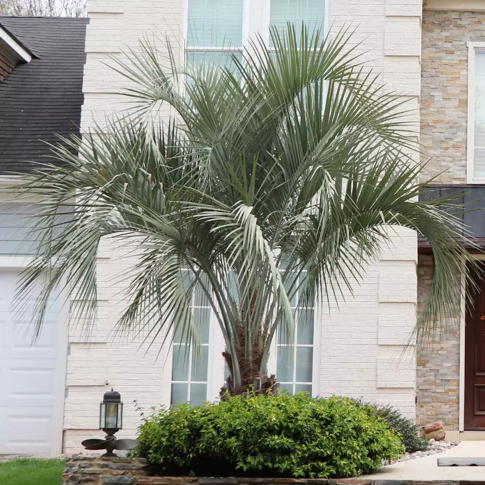 BrighterBlooms.com Pindo Palm Tree 2 BrighterBlooms.com Pindo Palm Tree