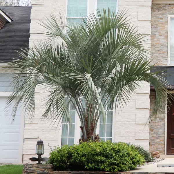 BrighterBlooms.com Pindo Palm Tree 1 BrighterBlooms.com Pindo Palm Tree