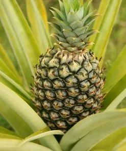 Brighter Blooms House & Patio Salsa Kit 10 Brighter Blooms House & Patio Salsa Kit