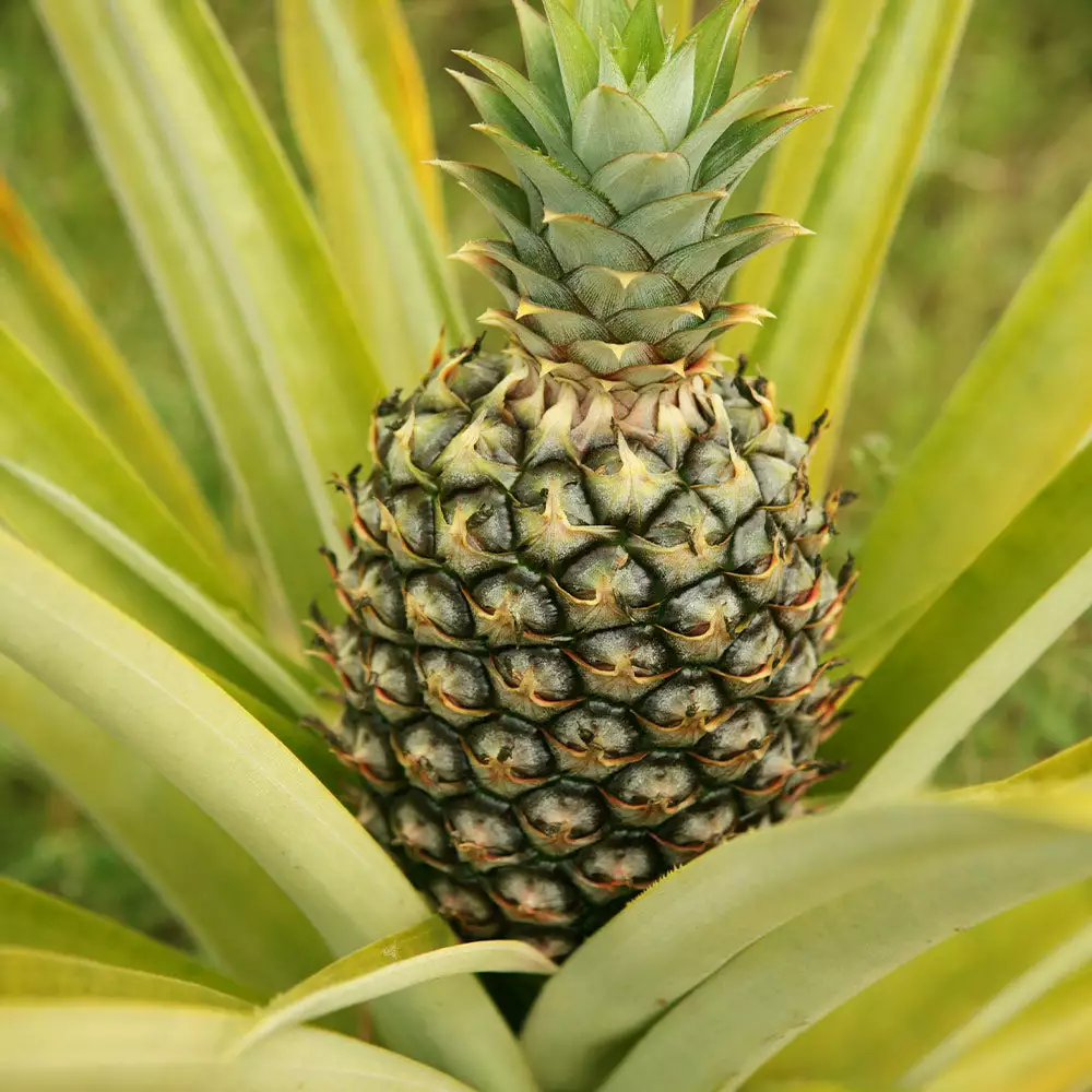 Brighter Blooms House & Patio Salsa Kit 5 Brighter Blooms House & Patio Salsa Kit