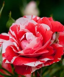 Brighter Blooms Shrubs & Hedges Flower Carpet Pink Splash Rose 5 Brighter Blooms Shrubs & Hedges Flower Carpet Pink Splash Rose