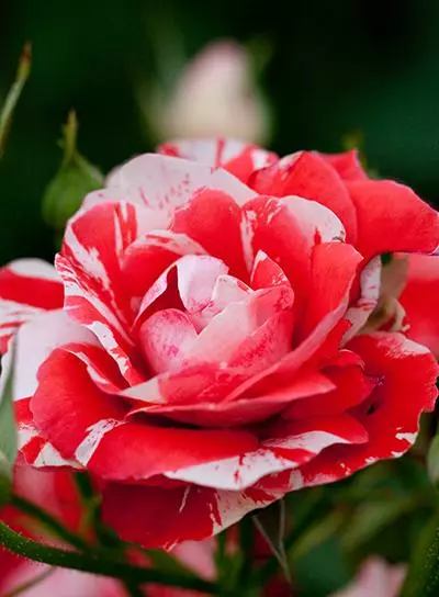 Brighter Blooms Shrubs & Hedges Flower Carpet Pink Splash Rose 3 Brighter Blooms Shrubs & Hedges Flower Carpet Pink Splash Rose
