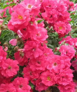 Brighter Blooms Shrubs & Hedges Flower Carpet Pink Supreme Rose 5 Brighter Blooms Shrubs & Hedges Flower Carpet Pink Supreme Rose