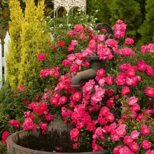 Brighter Blooms Shrubs & Hedges Flower Carpet Pink Supreme Rose