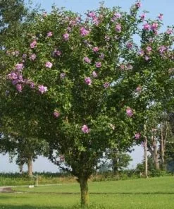 Brighter Blooms Pink Rose Of Sharon Althea Tree