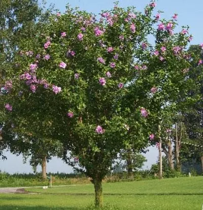 Brighter Blooms Pink Rose Of Sharon Althea Tree 2 Brighter Blooms Pink Rose Of Sharon Althea Tree