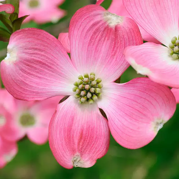 Brighter Blooms Flowering Trees Pink Dogwood Tree 1 Brighter Blooms Flowering Trees Pink Dogwood Tree