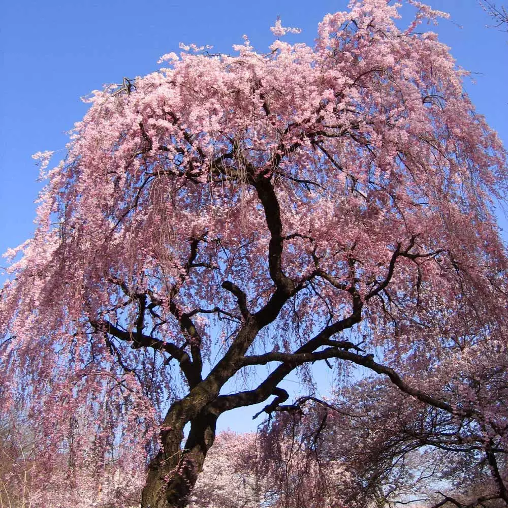 Brighter Blooms Flowering Trees Pink Weeping Cherry Tree 2 Brighter Blooms Flowering Trees Pink Weeping Cherry Tree