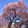 Brighter Blooms Flowering Trees Pink Weeping Cherry Tree