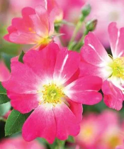 Brighter Blooms Pink Drift® Rose Roses