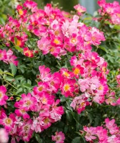 Brighter Blooms Pink Drift® Rose Roses