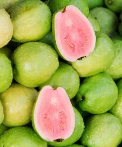 Brighter Blooms Tropical Pink Guava Tree