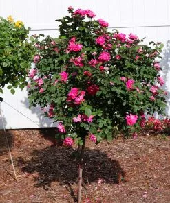 Brighter Blooms Roses Pink Knock Out® Rose Tree