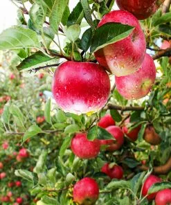 Brighter Blooms Apples Trees Pink Lady Apple Tree 7 Brighter Blooms Apples Trees Pink Lady Apple Tree